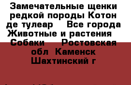 Замечательные щенки редкой породы Котон де тулеар  - Все города Животные и растения » Собаки   . Ростовская обл.,Каменск-Шахтинский г.